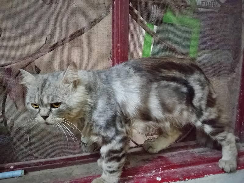Russian cat 2