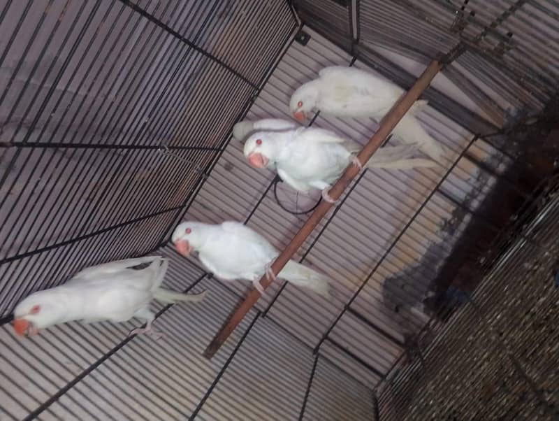 white ringneck 0