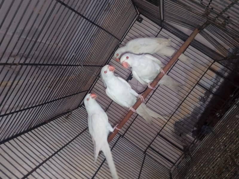 white ringneck 4