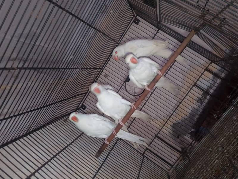 white ringneck 5