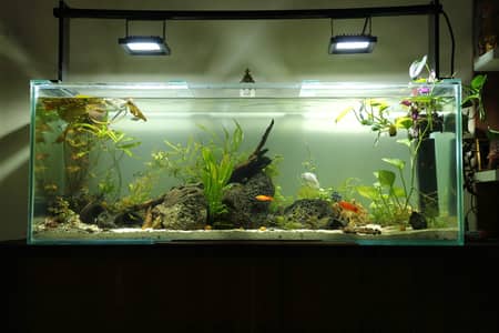 Aquarium