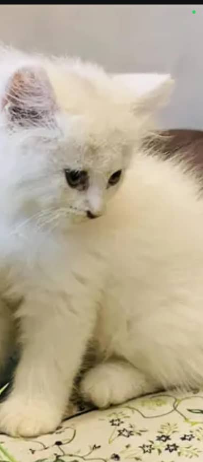 beautiful playfully kittens available hn. one kitten 9500