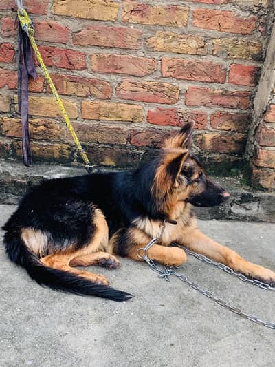 German shepherd