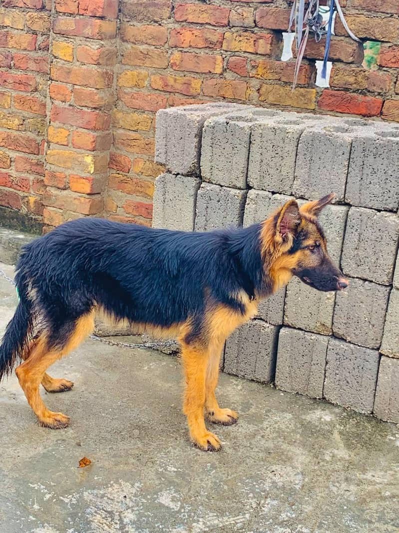 German shepherd 1