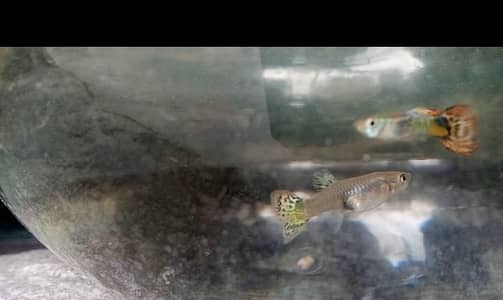 Guppies For Sale