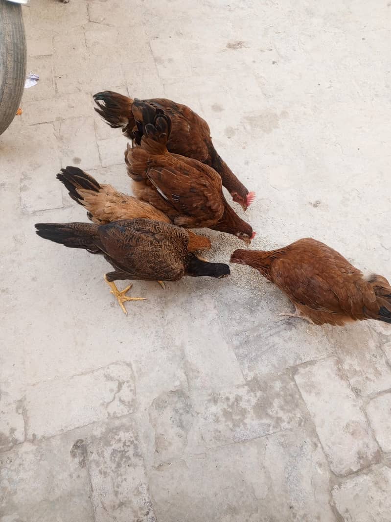 چار مرغیاں دو مرغے دستیاب ہیں رابطہ کریں 3