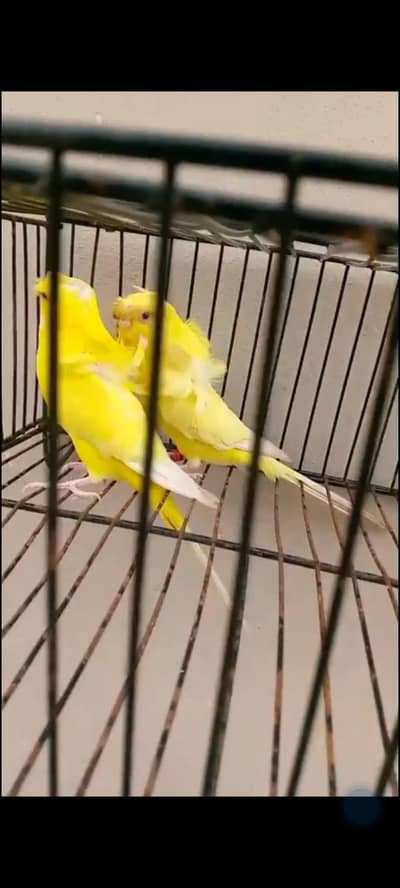 hogoromo latino pied and black wings pair