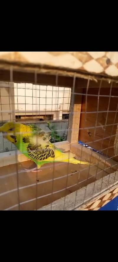 hogoromo latino pied and black wings pair