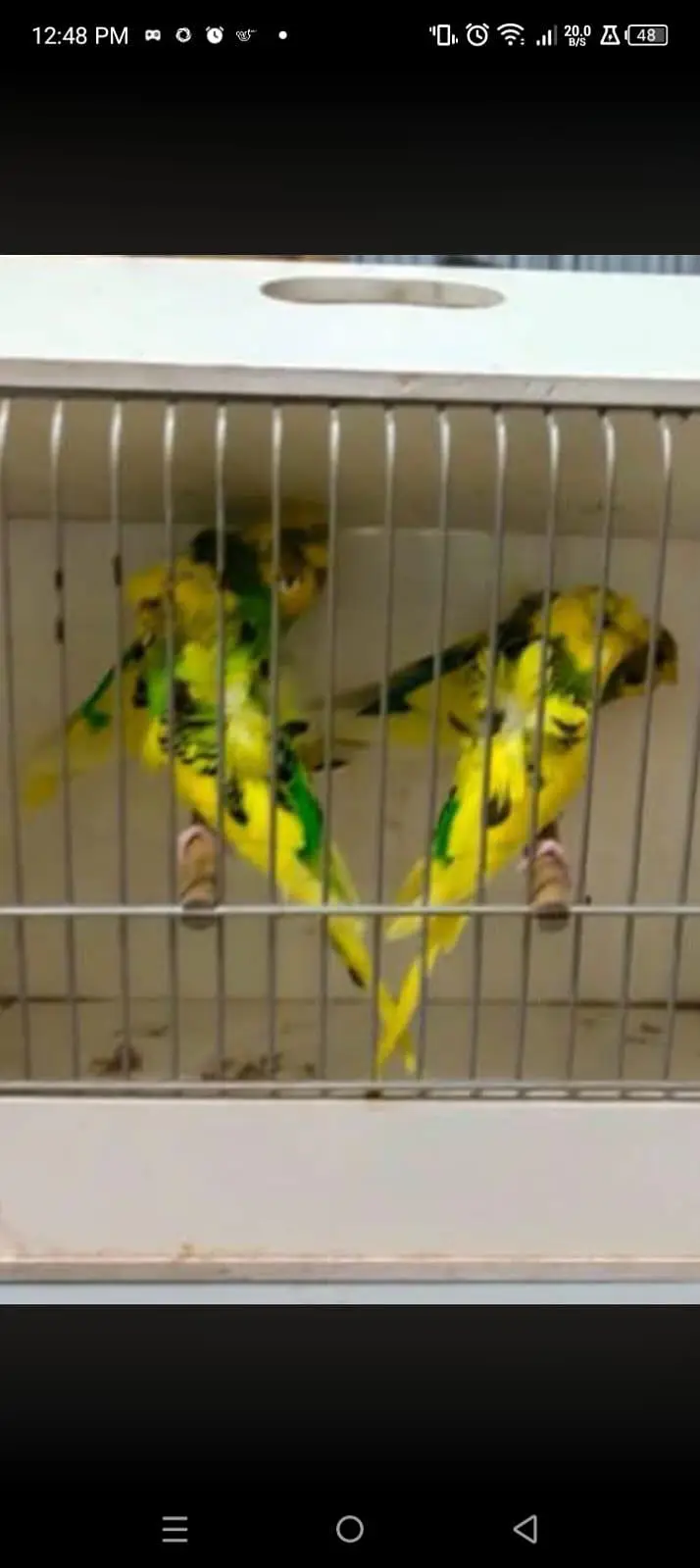 hogoromo latino pied and black wings pair — photo 4