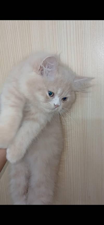 Fawn Persian Male Kitten – Vaccinated