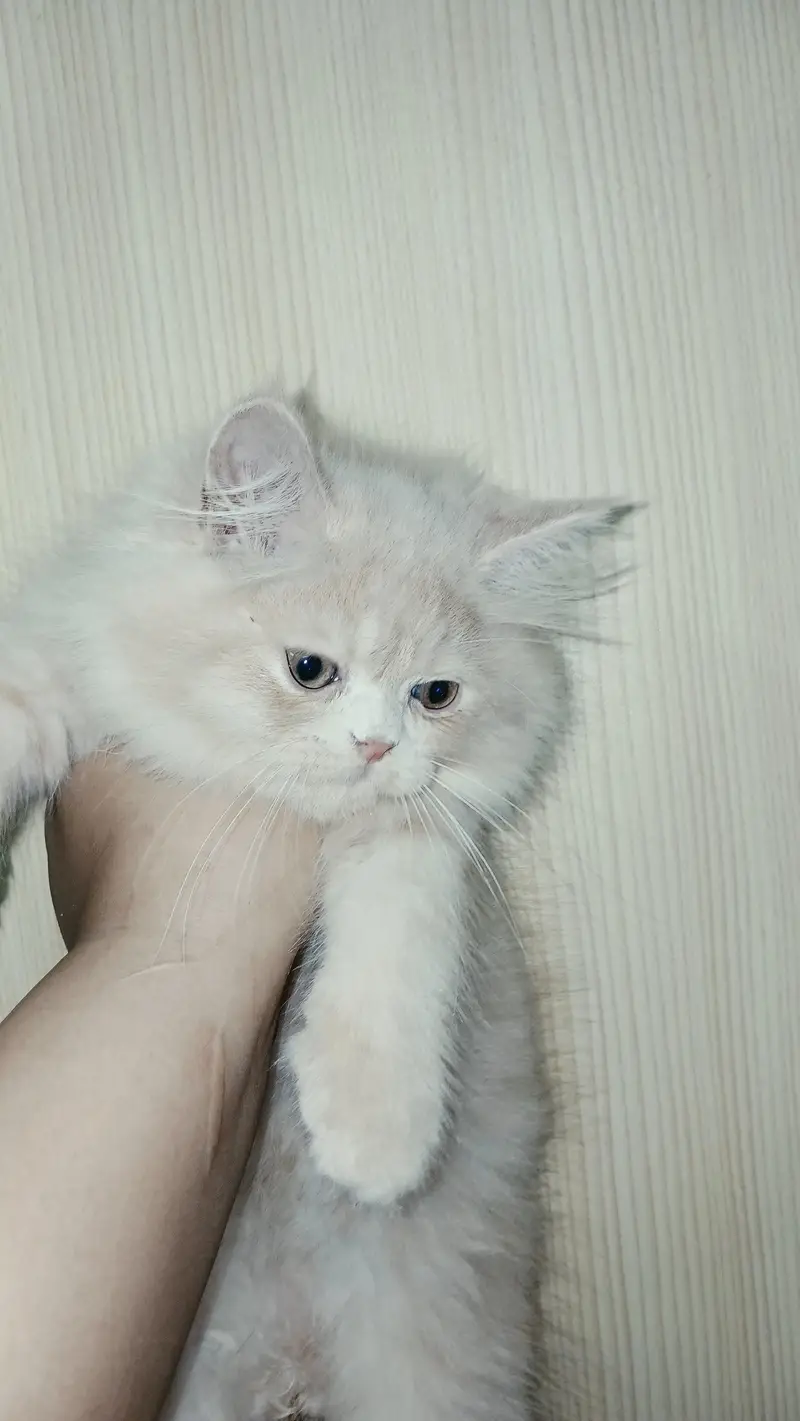 Fawn Persian Male Kitten – Vaccinated — photo 2