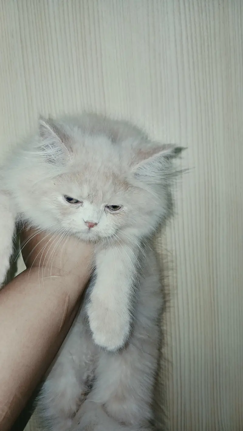 Fawn Persian Male Kitten – Vaccinated — photo 3