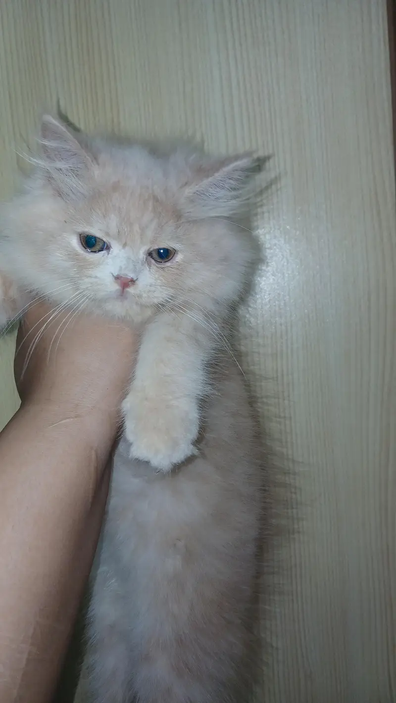 Fawn Persian Male Kitten – Vaccinated — photo 4