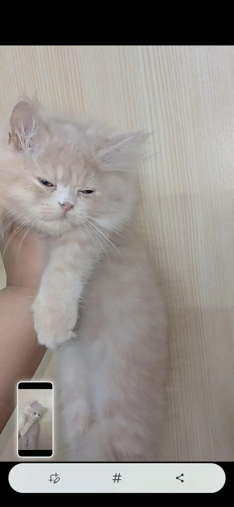 Fawn Persian Male Kitten – Vaccinated — photo 5