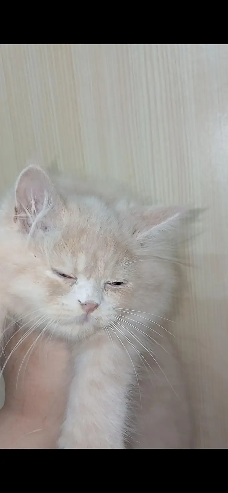 Fawn Persian Male Kitten – Vaccinated — photo 6