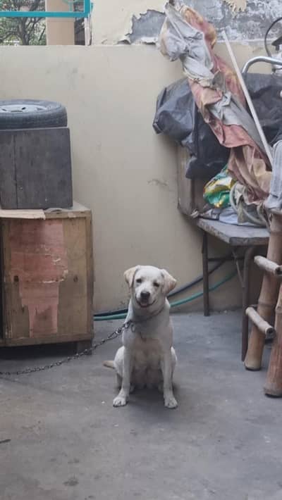 I want to sale my female dog