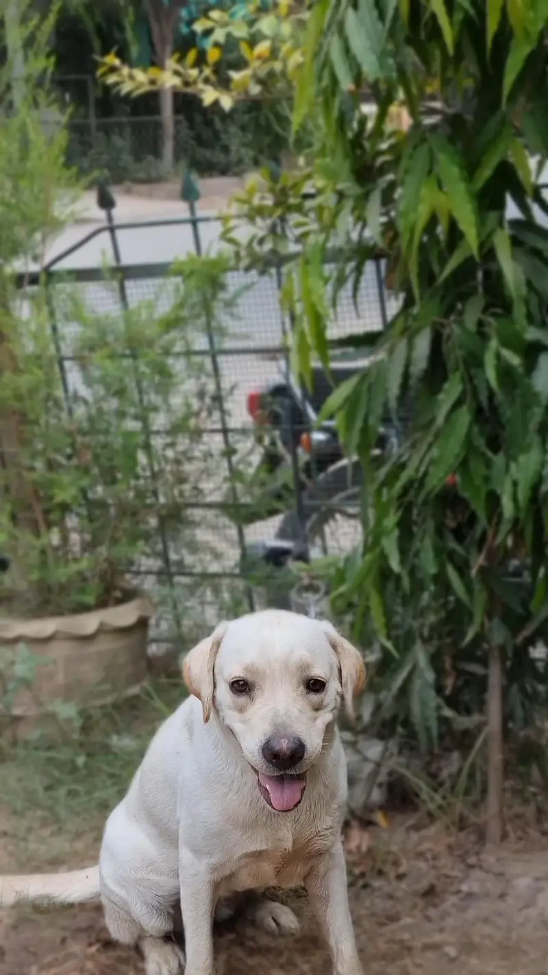 I want to sale my female dog — photo 2