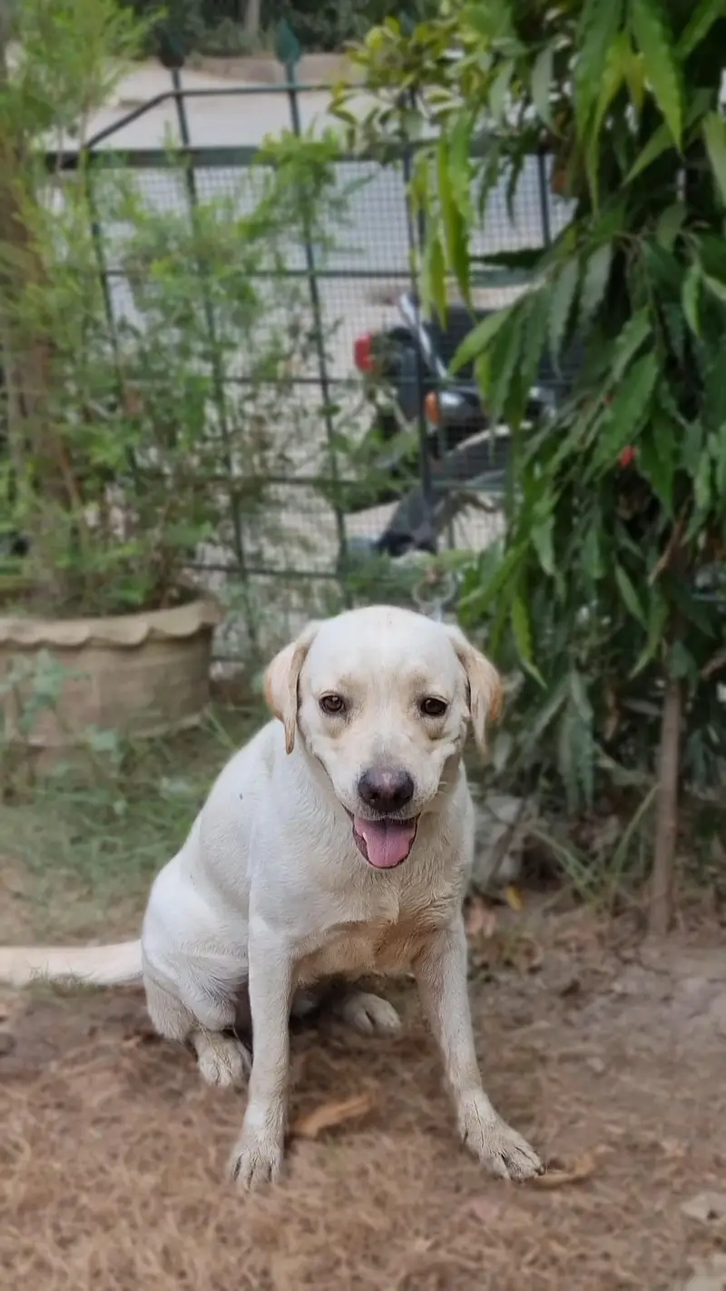 I want to sale my female dog — photo 3