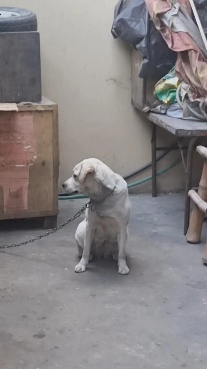 I want to sale my female dog — photo 4