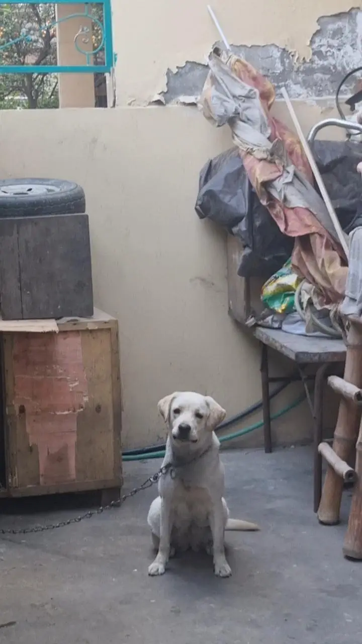 I want to sale my female dog — photo 5