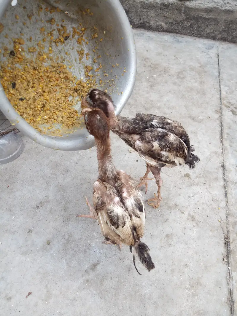 2 aseel chiks lookIng new shltr — photo 2