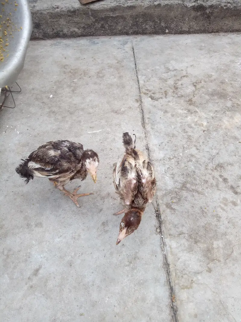 2 aseel chiks lookIng new shltr — photo 3