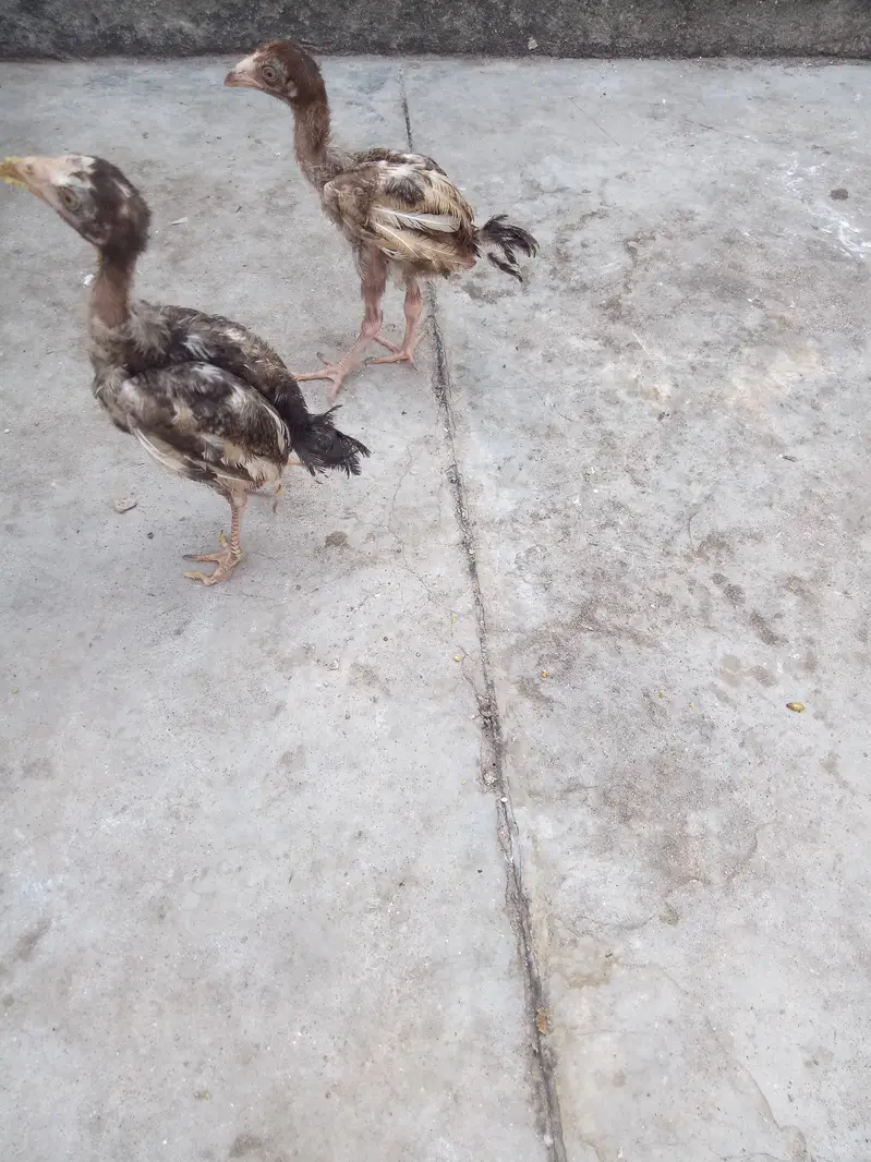 2 aseel chiks lookIng new shltr — photo 4