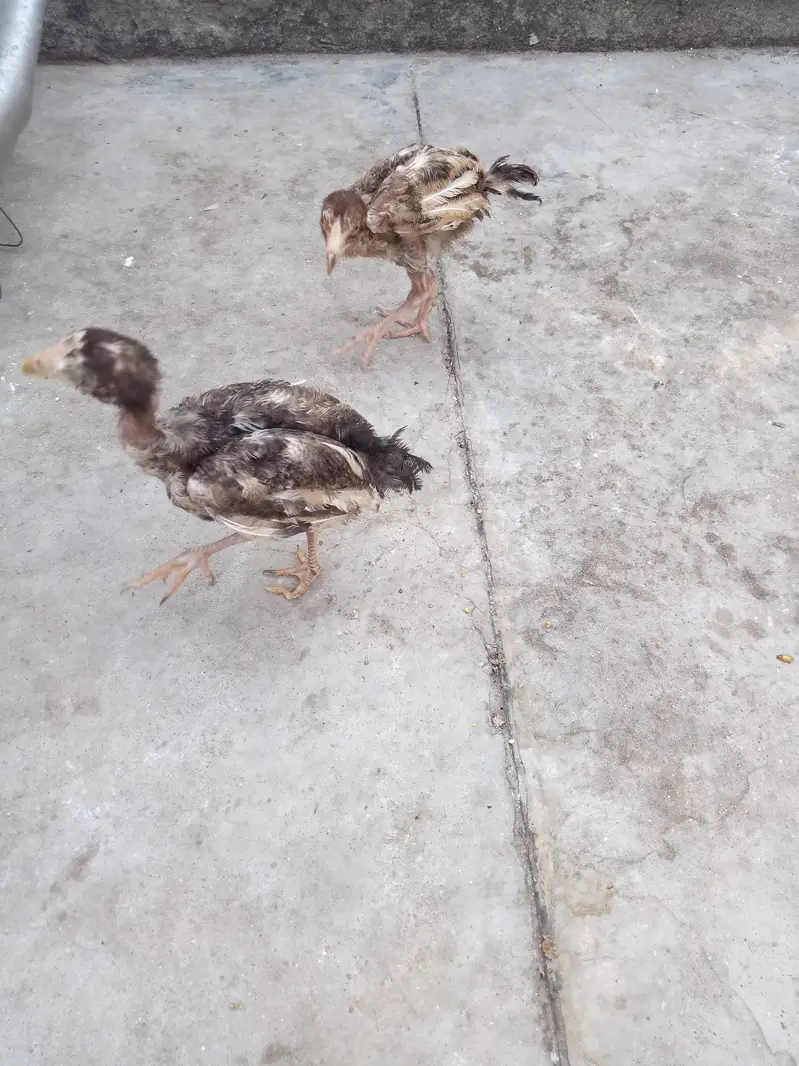 2 aseel chiks lookIng new shltr — photo 5