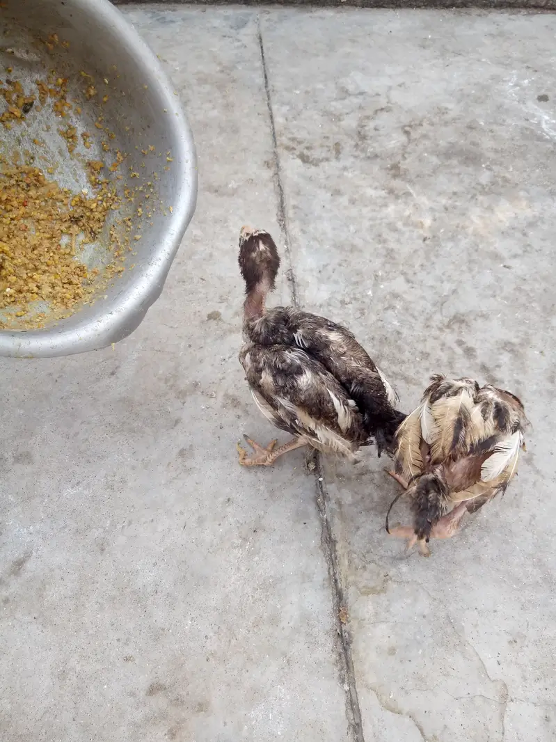 2 aseel chiks lookIng new shltr — photo 6