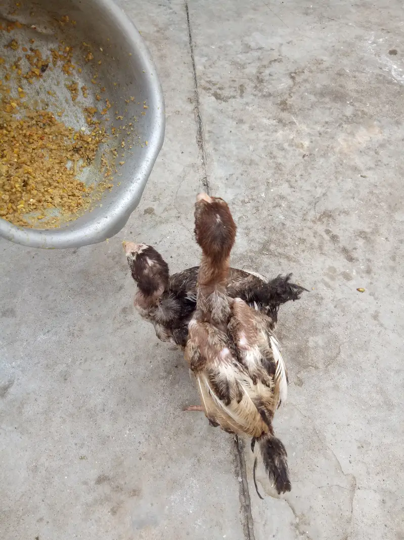 2 aseel chiks lookIng new shltr — photo 7