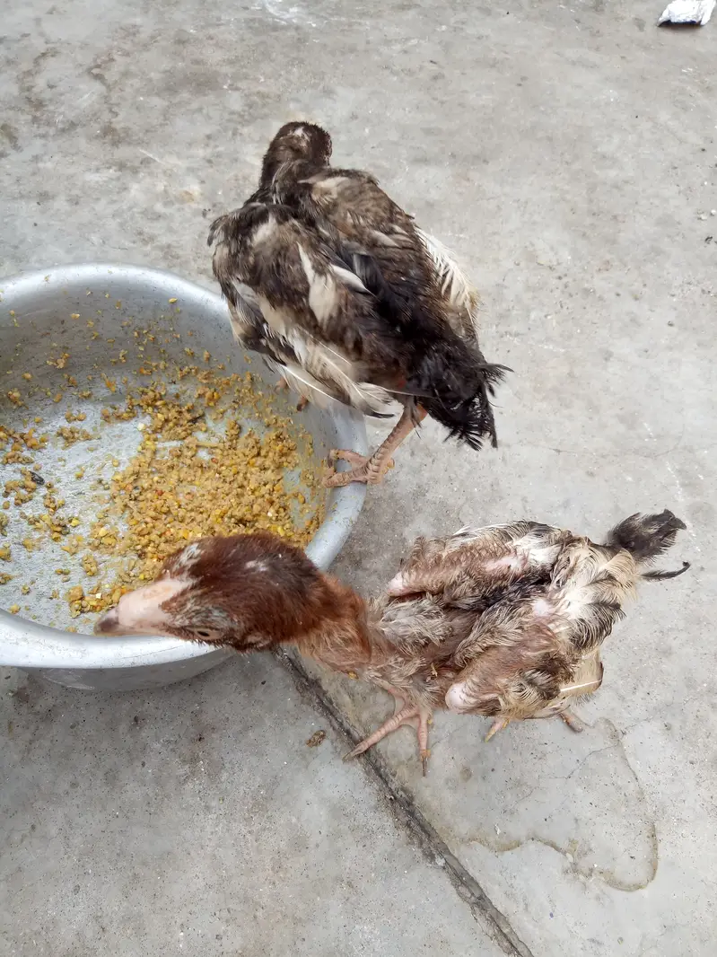 2 aseel chiks lookIng new shltr — photo 8