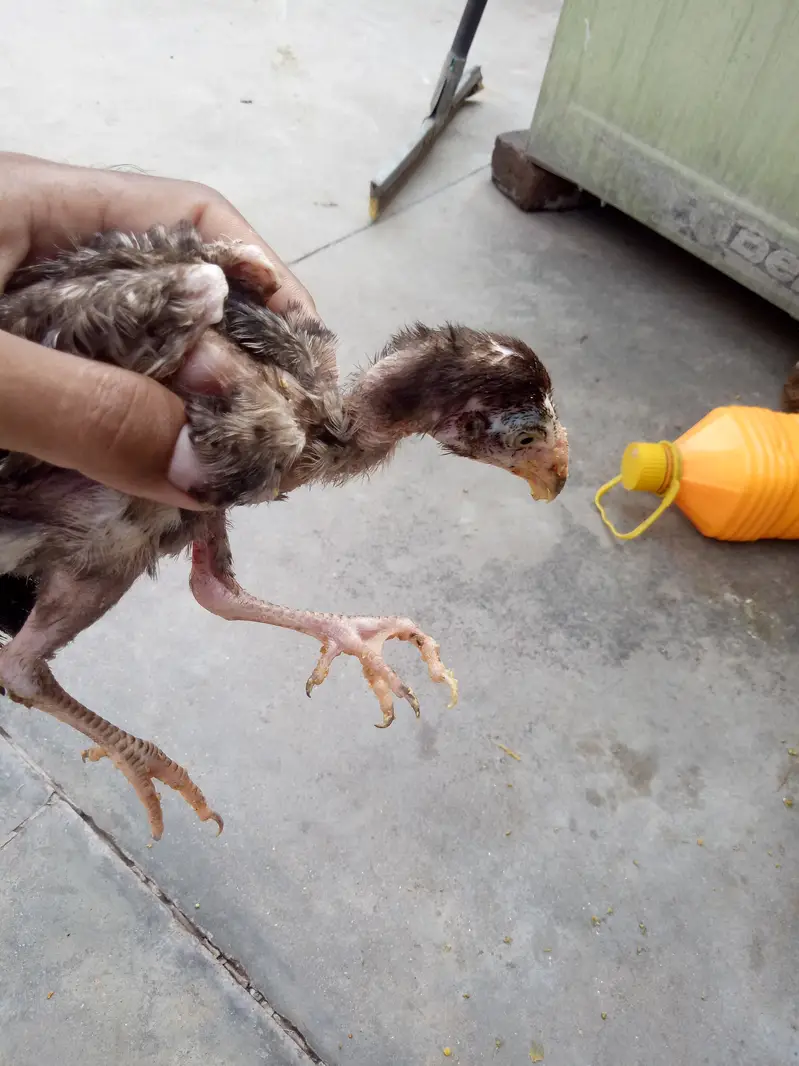 2 aseel chiks lookIng new shltr — photo 10