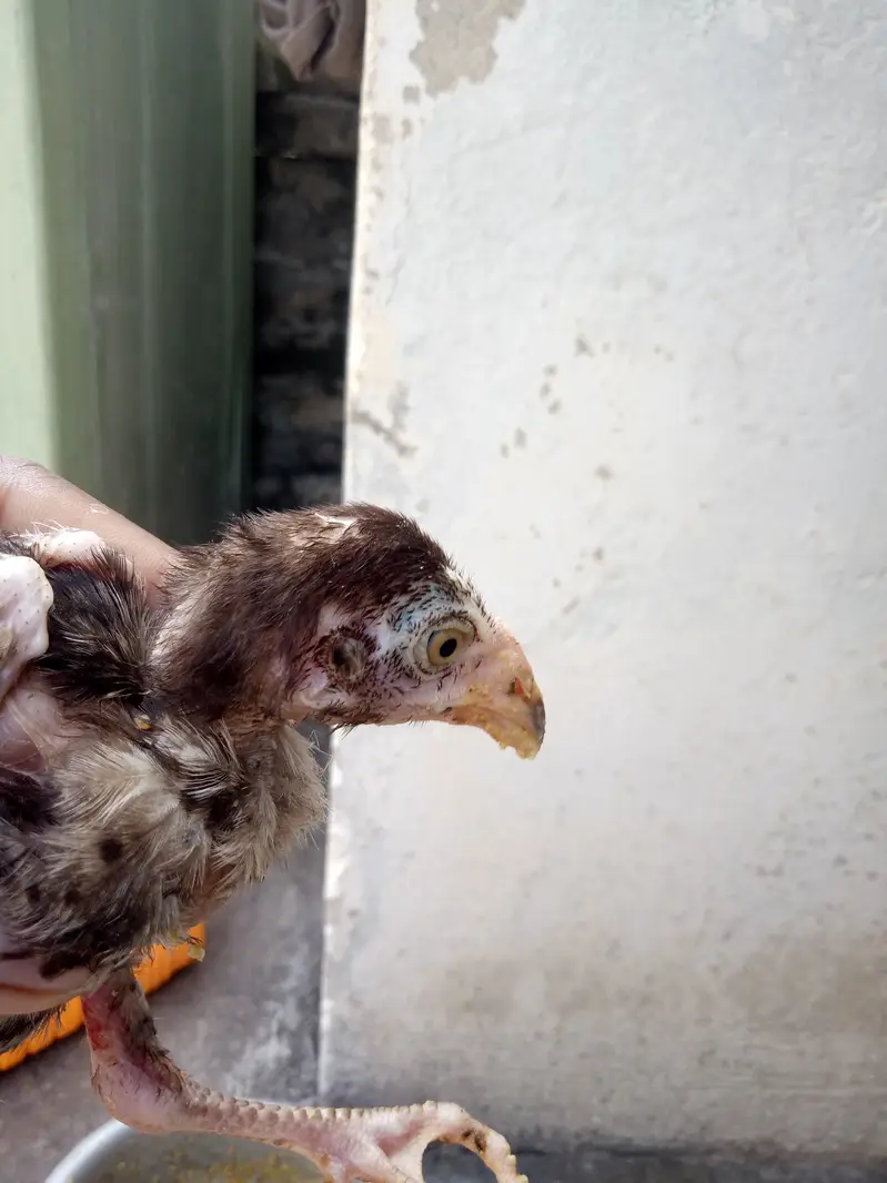 2 aseel chiks lookIng new shltr — photo 11
