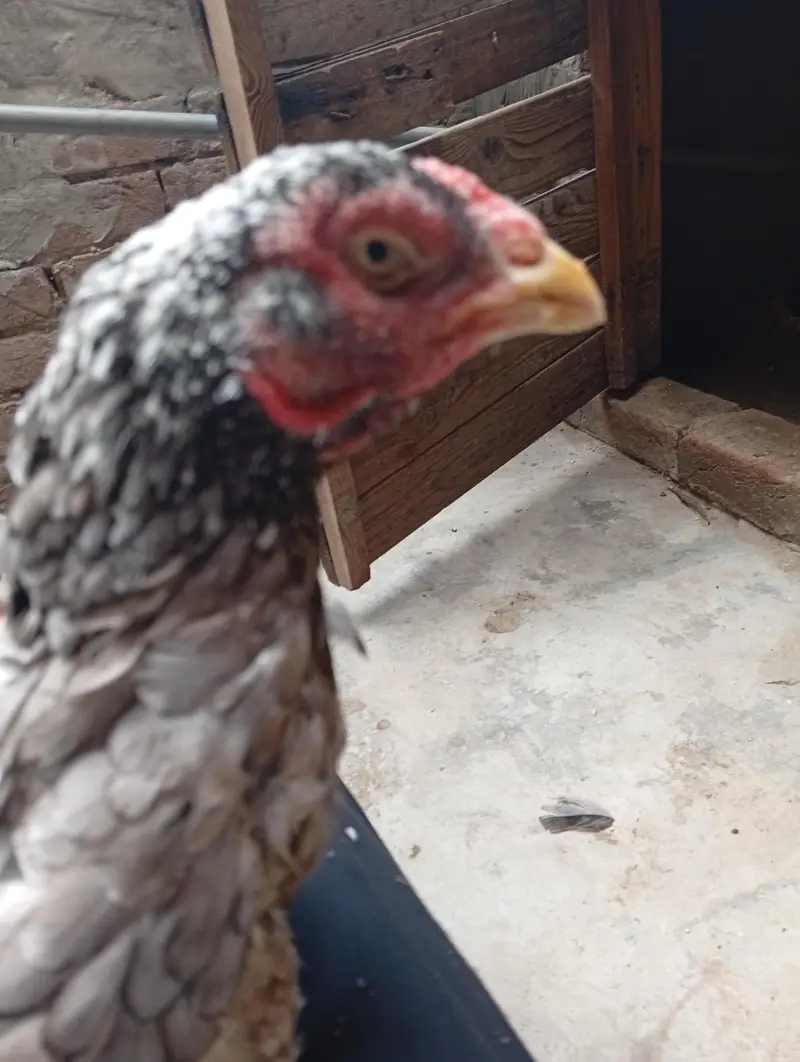 slaty — photo 2