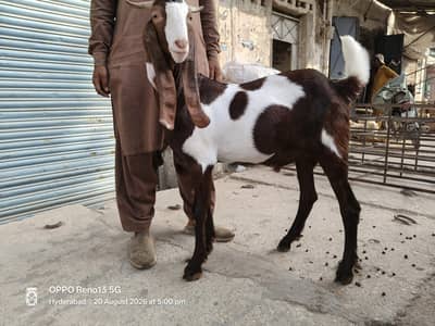 Taza 2 Dant blead ka Khassi kamori Bacha Qadardan log Hazir hon