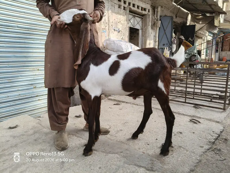Taza 2 Dant blead ka Khassi kamori Bacha Qadardan log Hazir hon — photo 2