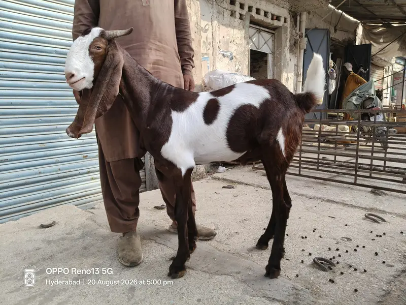 Taza 2 Dant blead ka Khassi kamori Bacha Qadardan log Hazir hon — photo 3