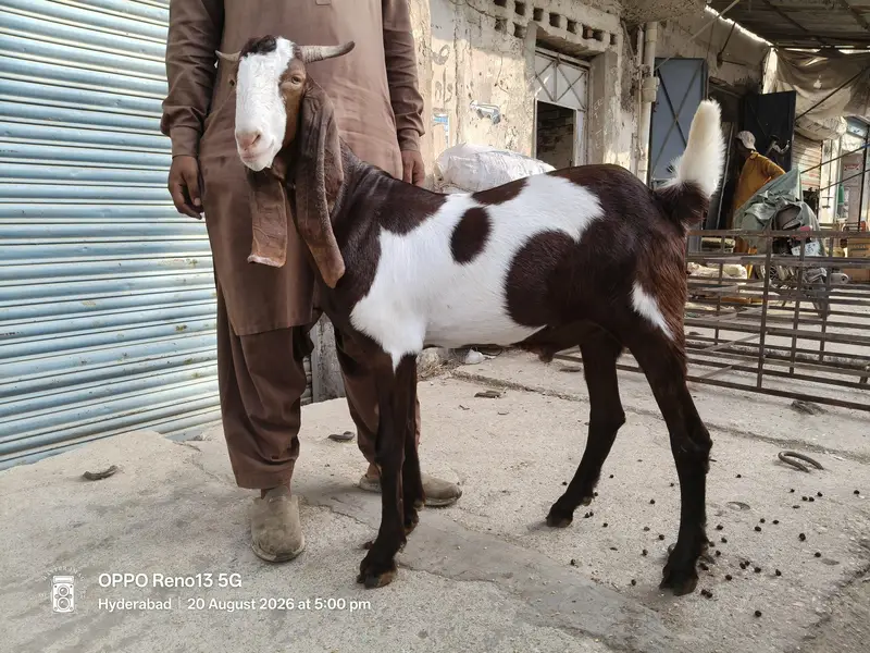 Taza 2 Dant blead ka Khassi kamori Bacha Qadardan log Hazir hon — photo 4
