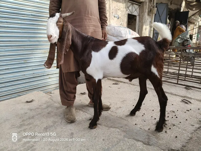 Taza 2 Dant blead ka Khassi kamori Bacha Qadardan log Hazir hon — photo 5