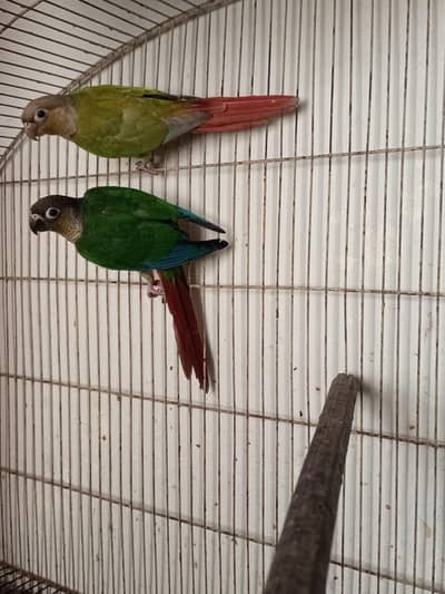 Pineapple x yellow sided conure pair