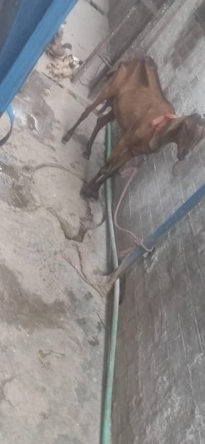 bakri  or  do  bache