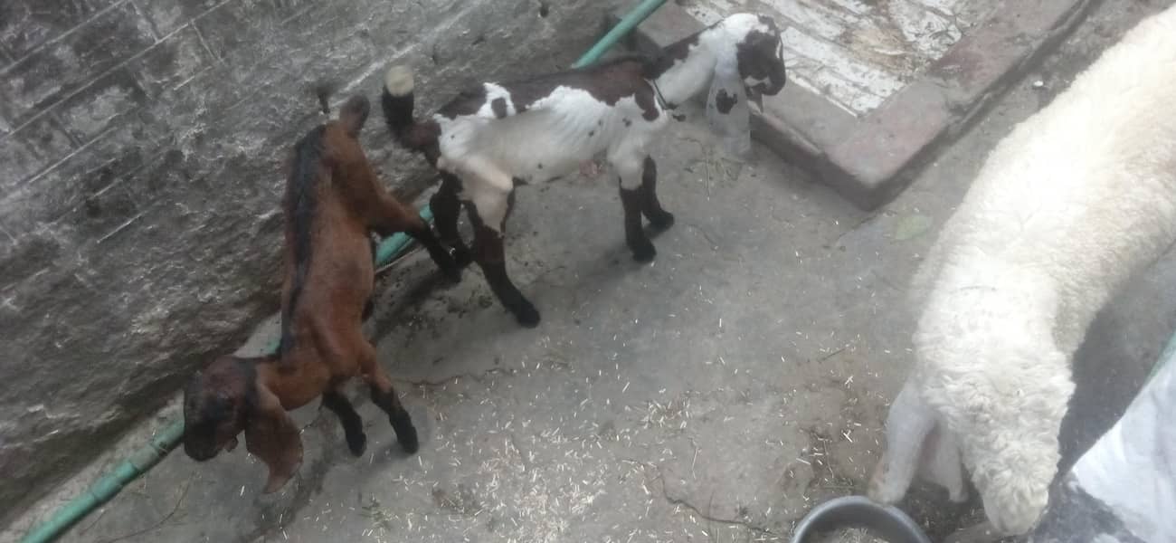 bakri  or  do  bache 1