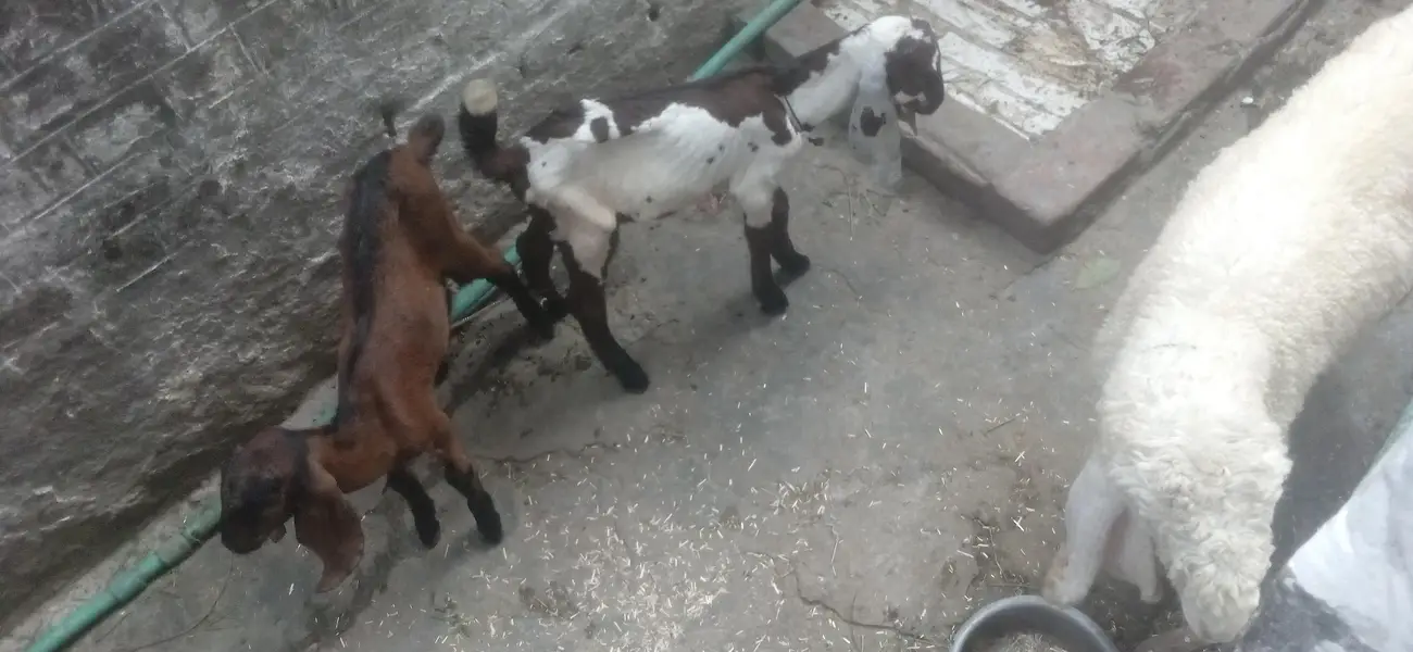 bakri  or  do  bache — photo 2
