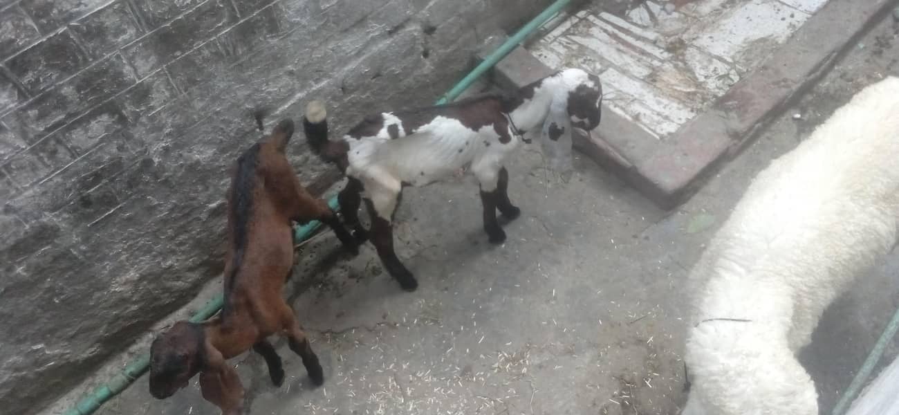 bakri  or  do  bache 2