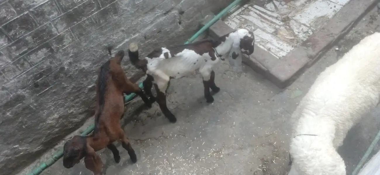 bakri  or  do  bache — photo 3
