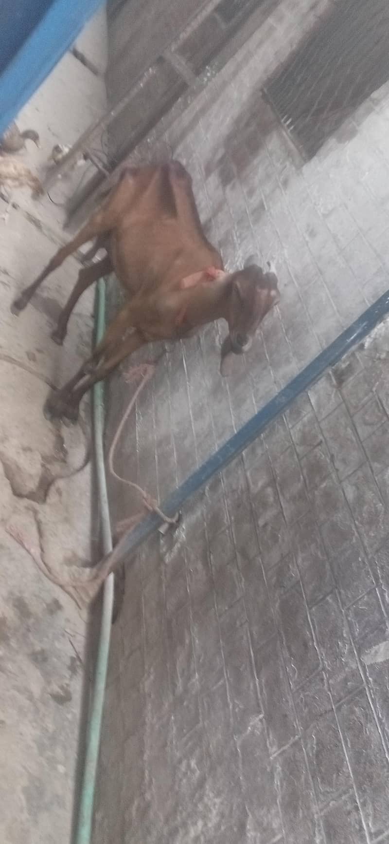 bakri  or  do  bache 3