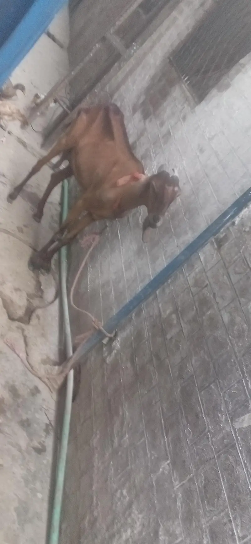 bakri  or  do  bache — photo 4