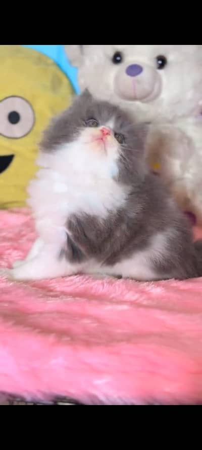 Quality Persian Punchface cat & kitten. moreWhatsApp 03714663282