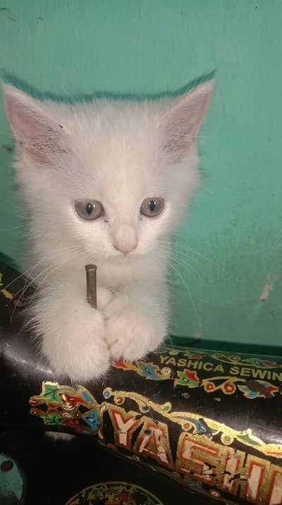 Double Coat Persian Kittens home tamed reasonable prices