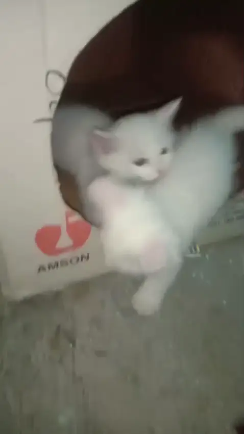 Double Coat Persian Kittens home tamed reasonable prices — photo 2